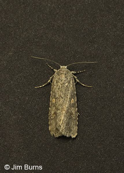 Beet Armyworm Moth