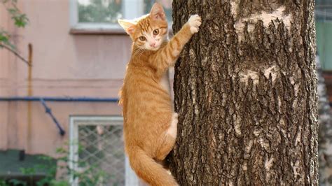 Orange tabby cat climbing on tree HD wallpaper | Wallpaper Flare