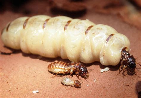 Longest living insect. Termite (Isoptera) queen. They have been reported to live for 50 years ...