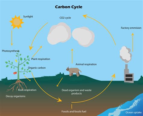 A carbon cycle is a biochemical event. Explain.