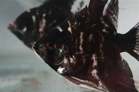 Free photo "Black Fish Aquarium"