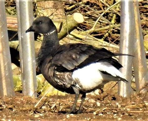 Brent-Goose-3 - Lavell's Wetland Trust