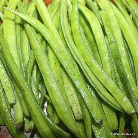 Cluster beans seeds /Gawar/Guar/Guvar /gokarakaya/kotthavarai /Kothama – The Amazing Seeds