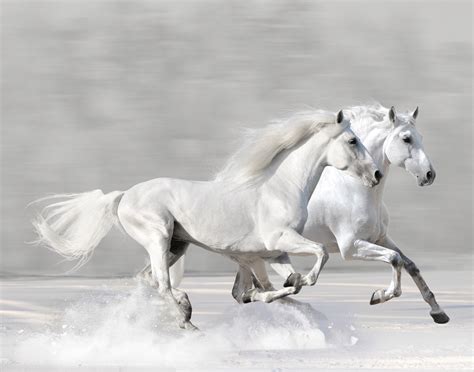 White Horse Running In Snow