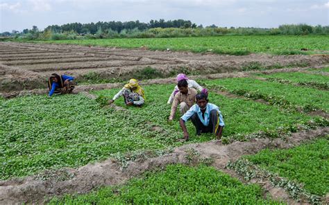 Diversity in Urban Farming of Delhi: Who, What and Where - People's Resource Centre