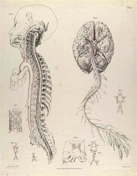 Historical Anatomical Illustration Photograph by Science Source - Fine ...