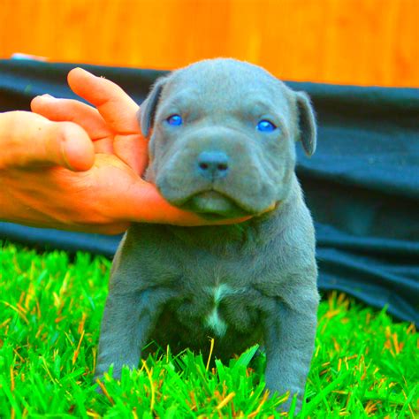 Do Pitbull Puppies With Blue Eyes Really Exist? - FPMKennels