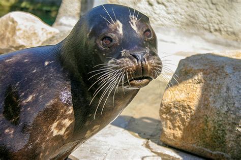 Roger Williams Park Zoo Beloved Seal Bubba Has New Residency, Woods Hole Science Aquarium ...