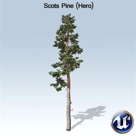 scots_pine_product – SpeedTree