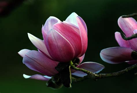 Shallow photography of pink flower, magnolia HD wallpaper | Wallpaper Flare