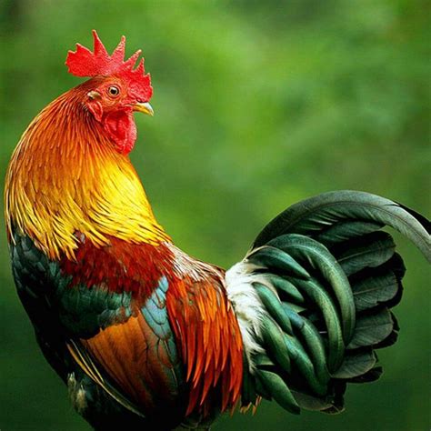 Colors are so rich! | Chickens backyard, Beautiful chickens, Rooster