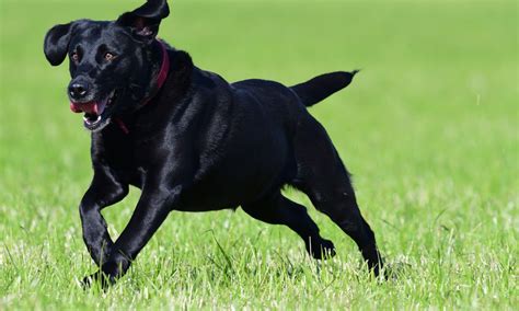 Dream of Black Dog Symbolism & Meanings - DreamFist