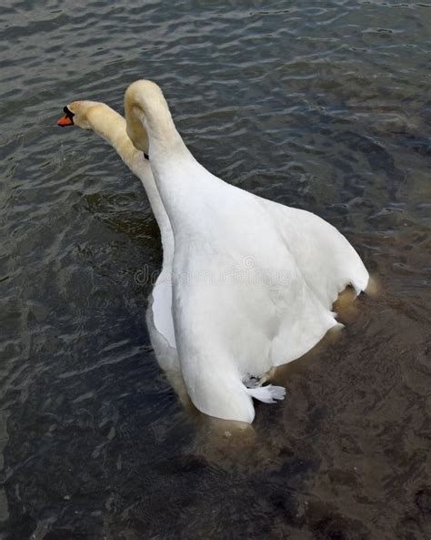 Swan s mating ritual stock image. Image of back, heart - 68518727