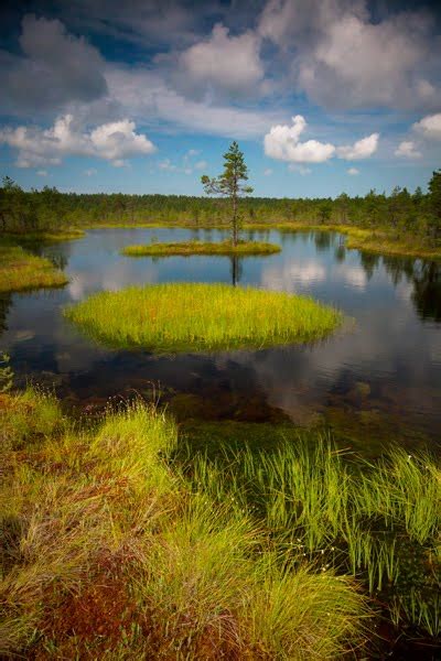 Estonian Nature Tours: New Wildlife Photography Tour to Estonia