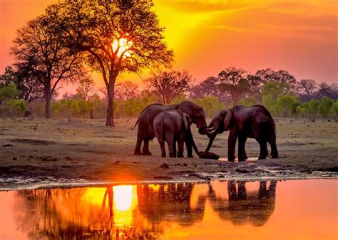 "Hwange Sunset Elephants at Waterhole-3" by Pegertler | Elephant, Elephants photos, African elephant