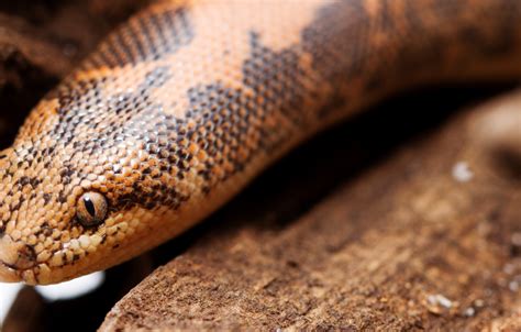 Kenyan Sand Boa - Lehigh Valley Zoo