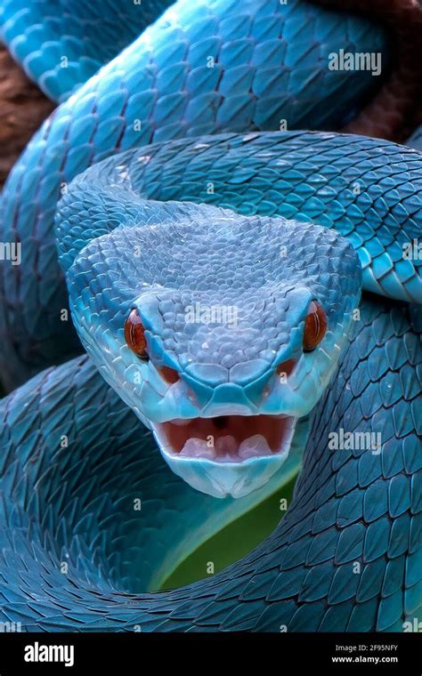 The rare blue pit viper is native to Indonesia. BEKASI, INDONESIA: INCREDIBLE images show the ...