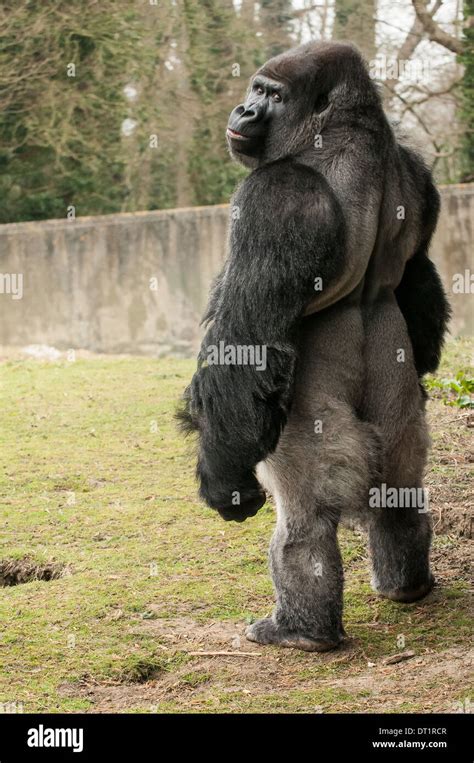 Silverback Gorilla,Gorilla standing Stock Photo - Alamy