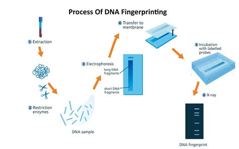 Which of the following forms the basis of DNA fingerprinting?(a) The relative difference in the ...