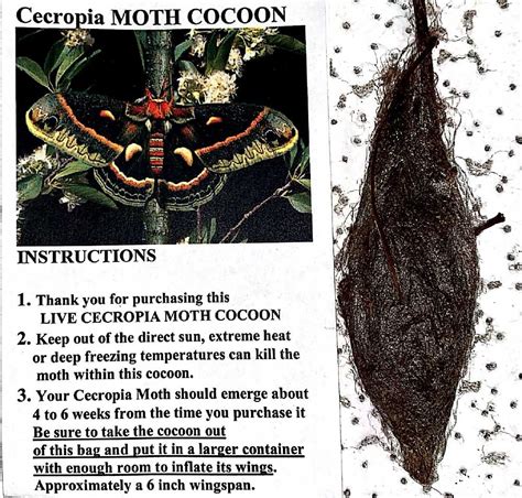 Cecropia Moth Cocoon