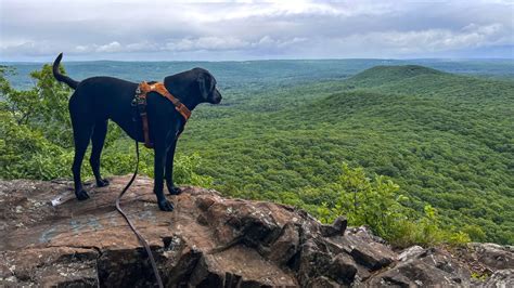 How to Start Hiking with Your Dog; Best Leash, Harness, & Advice!