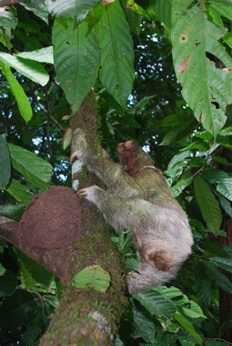 What Drives a Sloth's Ritualistic Trek to Poop? | Smithsonian