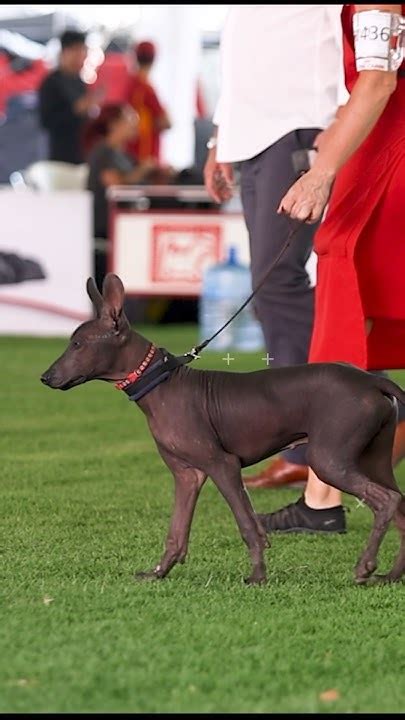 The National Week! #xoloitzcuintle #xolo #xolotl #xoloitzcuintli #xolos #dante #coco #fcm # ...