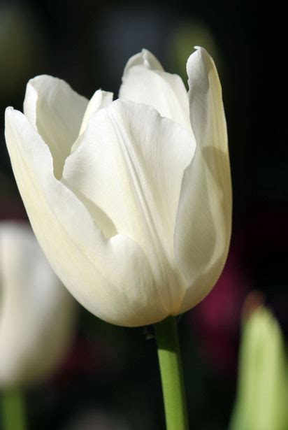 White Tulip Flower Free Stock Photo - Public Domain Pictures