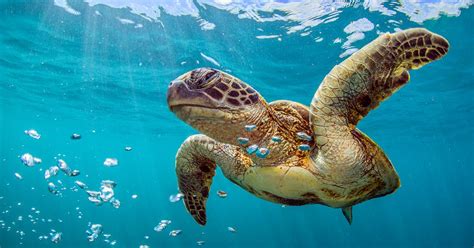 10 totally awesome facts about turtles! - National Geographic Kids