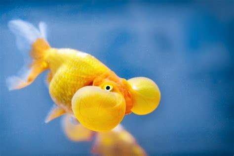 Bubble Eye Goldfish: All The Details On This Quirky Looking Goldfish ...