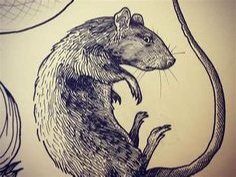 Scary Rat Drawing at PaintingValley.com | Explore collection of Scary ...