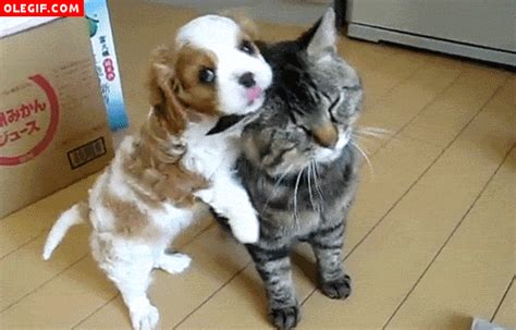 GIF: Este gato se deja querer por el cachorro (Gif #557)