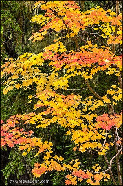 vine maple tree fall - Susannah Myles