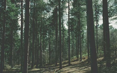 Aesthetic Forest HD Wallpapers - Wallpaper Cave