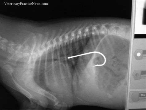 12 Horrifying X-Rays Of Everyday Items Found In Dogs' Stomachs