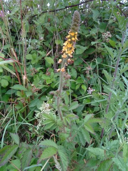 Common Agrimony | Plant Information | Wild Flower Web