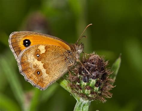 UK Butterflies - Gatekeeper - Pyronia tithonus