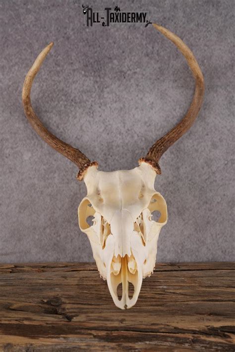 Whitetail Deer Skull SKU 2414.1 - All Taxidermy