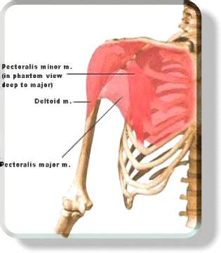 Muscular System - Chest Muscles & Pec Muscles