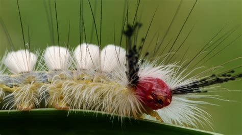 White Marked Tussock Moth Caterpillar: The Mick: Galleries: Digital ...