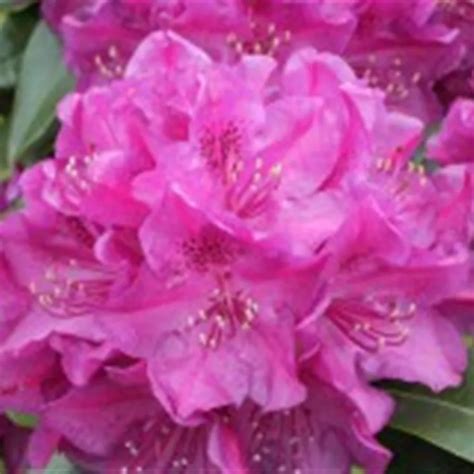 Rhododendron Hybr.'Old Port' II, Rhododendron-Hybride 'Old Port' - Baumschule Böhlje