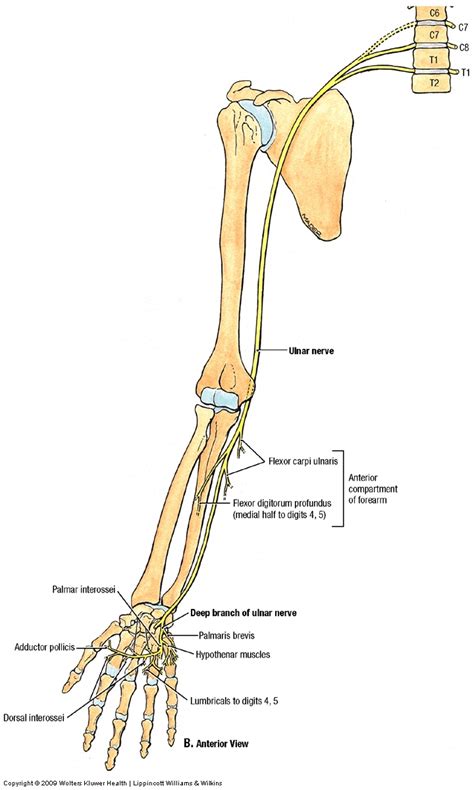 Nerves:Arm/Shoulder:Ulnar nerve course, relations and innervation ...