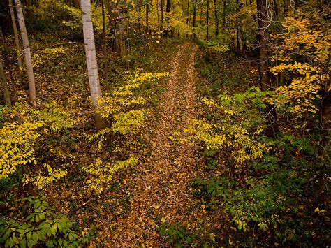 Temperate Deciduous Forest Climate Graph - Lewis Paince