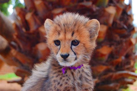 Cute baby cheetah | Taken on the Garden Route, South Africa,… | Flickr