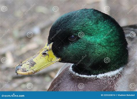 Mallard Drake in the Mating Season Stock Photo - Image of waterfowl, quacking: 225532874