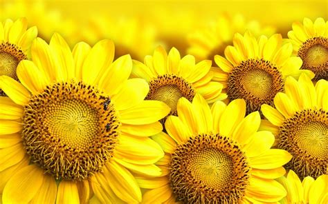 sunflower desktop wallpaper free | Sunflower wallpaper, Sunflower ...