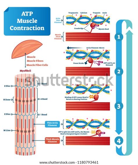 718 Muscle Contraction Diagram Images, Stock Photos, 3D objects, & Vectors | Shutterstock