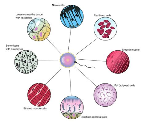 Cell Differentiation Diagram