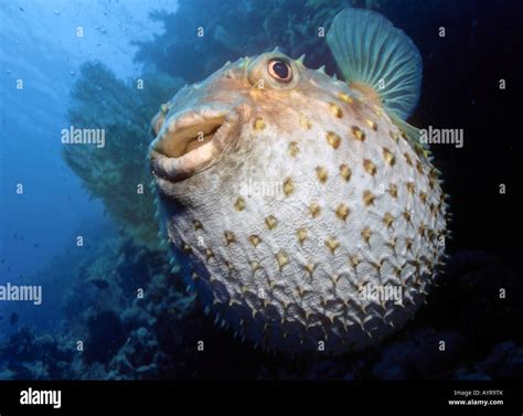 Balloonfish, Spiny Pufferfish (Cyclichthys orbicularis), inflated Stock ...