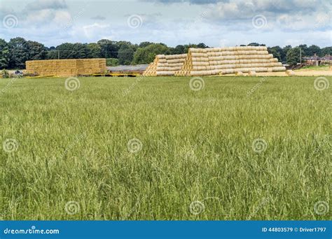 Straw Bales Gathered in after Harvest Time on the Farm Stock Image ...